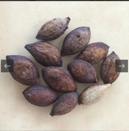 بذور ترمناليا