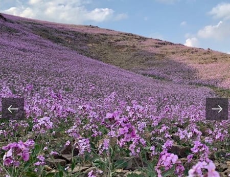 نصف كيلو بذور خزامى