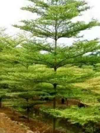 بذور ترمناليا