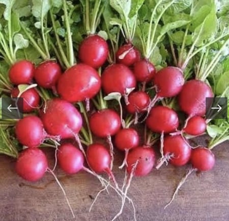 كيلو بذور فجل احمر