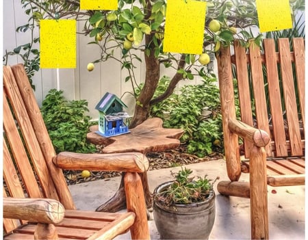 مصيدة ذباب الفاكهه 32 في 17 سم