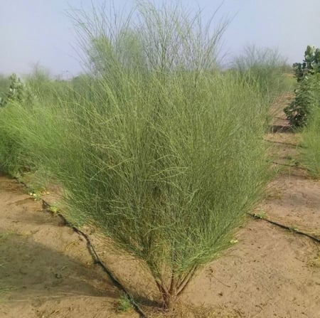 50 بذرة المورنقا العربية