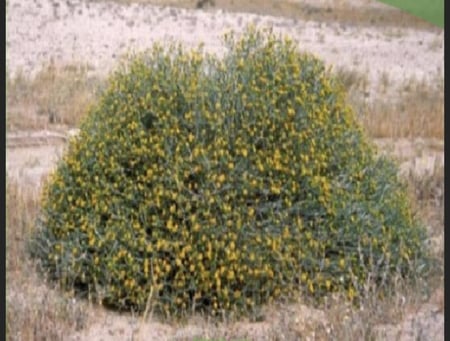 بذور العرفج