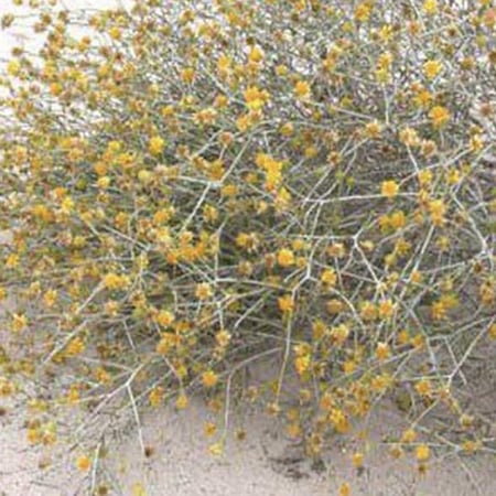 بذور العرفج