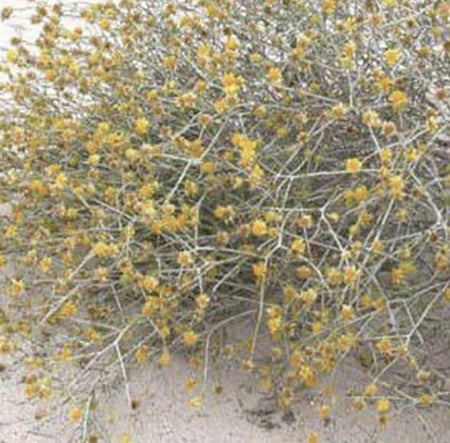 بذور عرفج كيلو