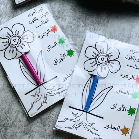 تلوين اجزاء النبات +مرسام