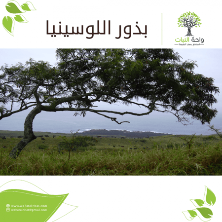 بذور اللوسينيا