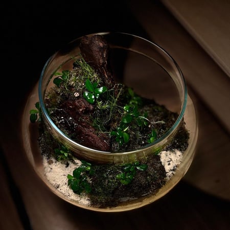 Live terrarium 9
