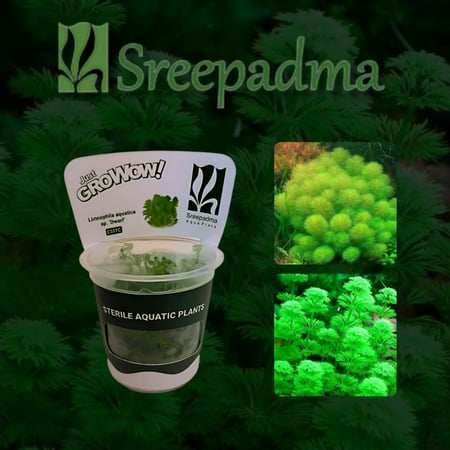Limnophila aquatica sp Dwarf TC Cup