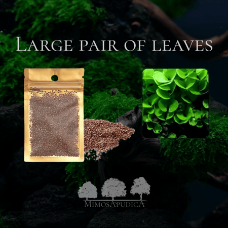 بذور نباتات مائية – غطاء نباتي طبيعي لأحواض المياه العذبة LARGE PAIR OF LEAVES