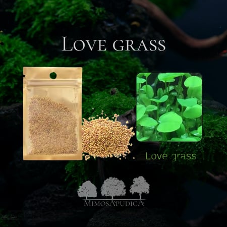 بذور نباتات مائية – غطاء نباتي طبيعي لأحواض المياه العذبة Love grass