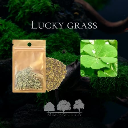 بذور نباتات مائية – غطاء نباتي طبيعي لأحواض المياه العذبة LUCKY GRASS