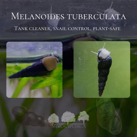 حلزون التنظيف الأسود - ميلانويدس تيوبركيولاتا (Melanoides tuberculata)