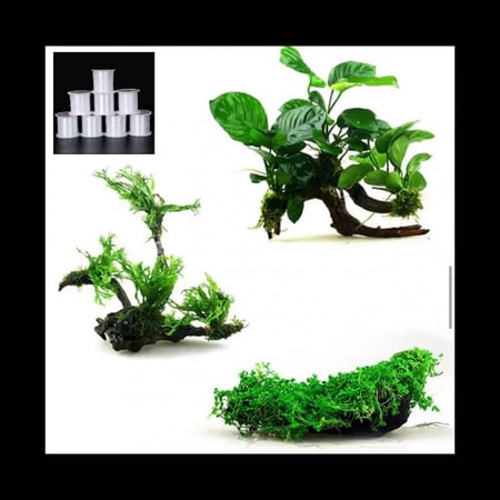 خيط نايلون لتثبت النباتات على الصخور والخشب