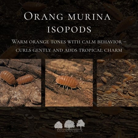 إيزوبود أورنج مورينا – Orange Murina Isopods