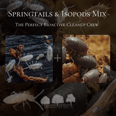 مزيج Springtails و Isopods – التوازن الطبيعي لنظامك الحيوي!