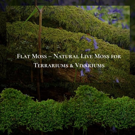 Flat Moss