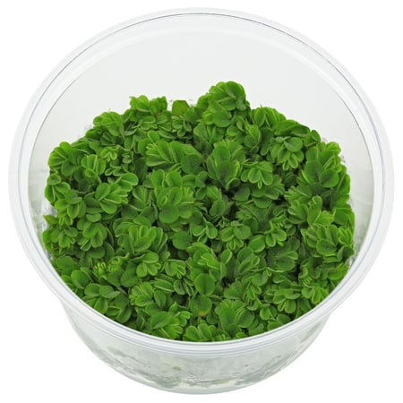 Salvinia auriculatas