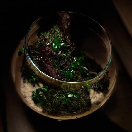 Live terrarium 9