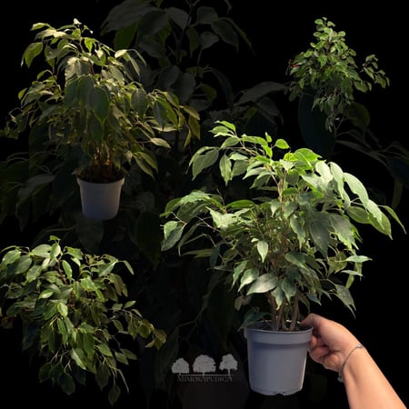 فيكس أناجا – مناسب للتيراريوم