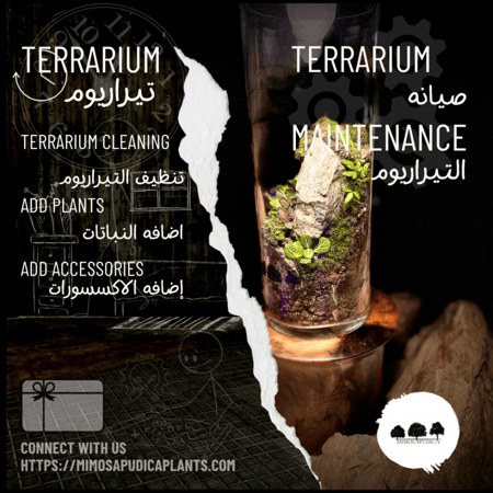 تنظيف وصيانه تيراريوم  صغير S-XS