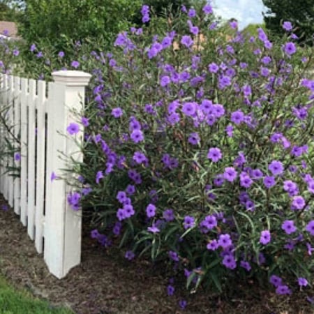 نبات الرويليا (عضوي)30 بذره