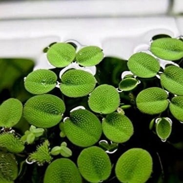 Salvinia auriculatas