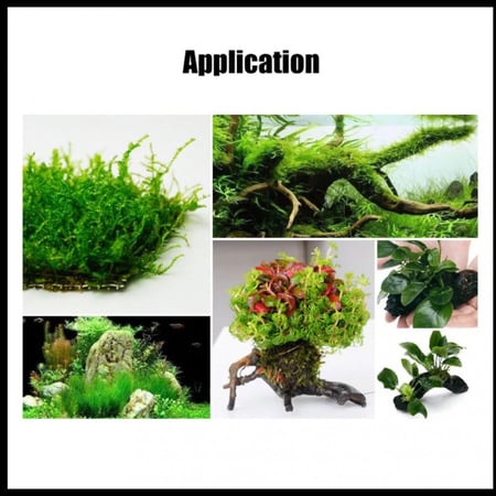 خيط نايلون لتثبت النباتات على الصخور والخشب