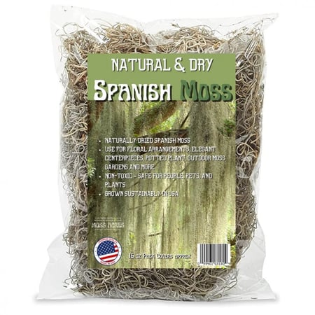 Spanish moss مجفف
