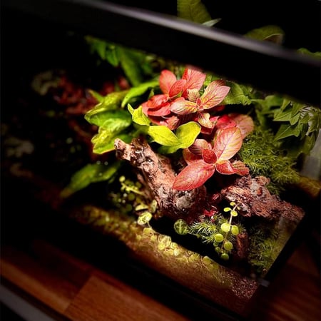 terrarium
