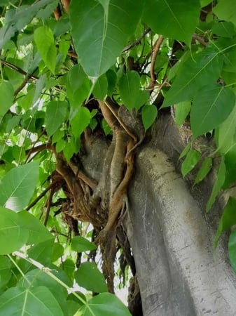 فيكس لسان العصفور 50بذره