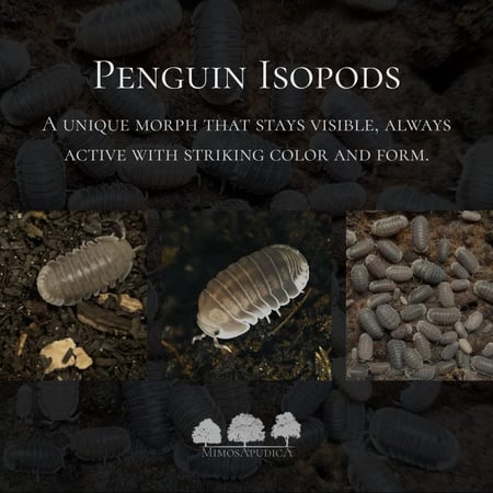 إيزوبود البطريق Penguin Isopod's