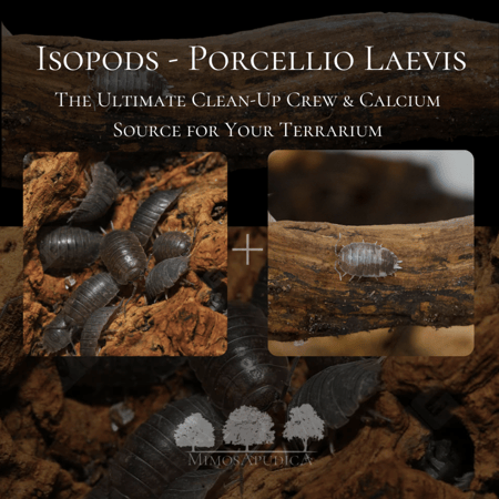 مجموعة  من الـ (Isopod Mix – Saudi Local Line) – فريق التنظيف الحيوي المثالي!