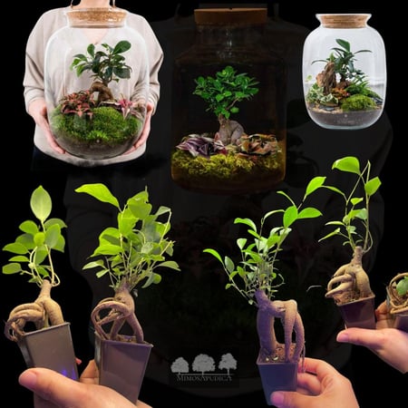 فيكس بونساي ميني