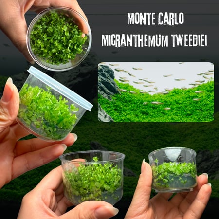 Monte Carlo – Micranthemum tweediei
