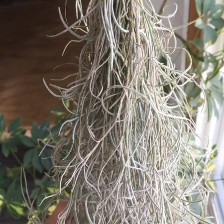 Spanish moss مجفف