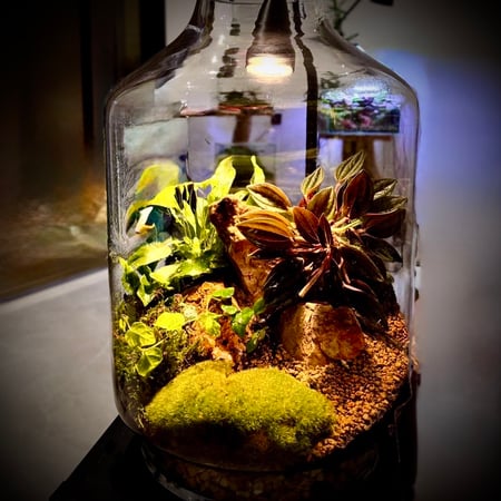 تيراريوم T003