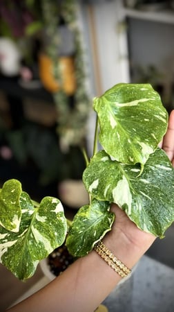MONSTERA TRICOLOR MUT