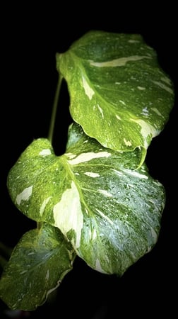 MONSTERA TRICOLOR MUT