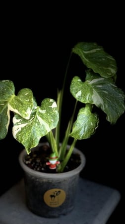 MONSTERA TRICOLOR MUT