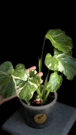 MONSTERA TRICOLOR MUT