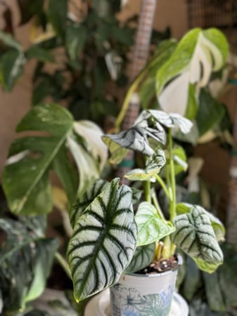 Alocasia Silver Dragon