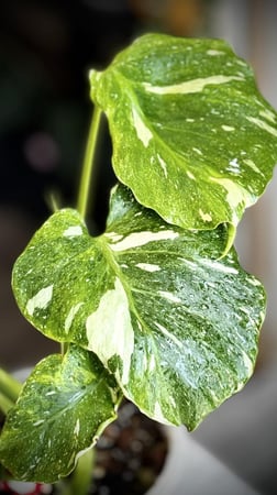 MONSTERA TRICOLOR MUT