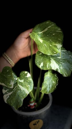MONSTERA TRICOLOR MUT