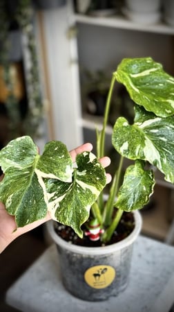 MONSTERA TRICOLOR MUT