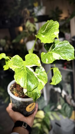 MONSTERA TRICOLOR MUT