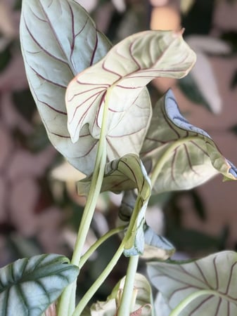 Alocasia Silver Dragon