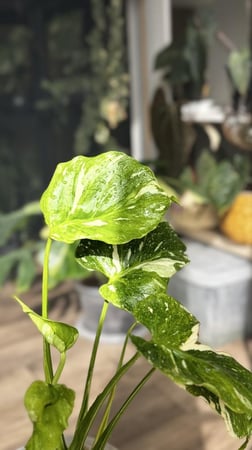MONSTERA TRICOLOR MUT