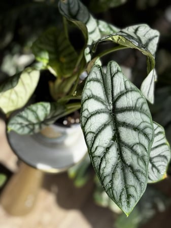 Alocasia Silver Dragon