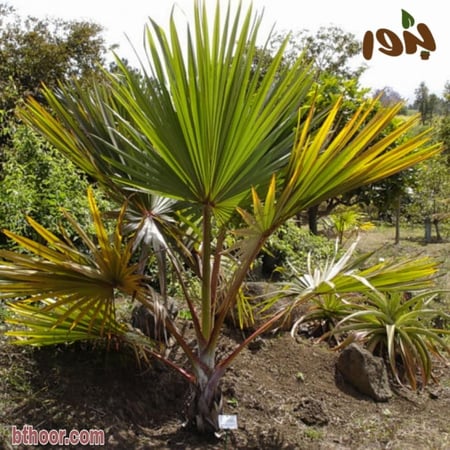 بذور نخيل اللاتانيا الخضراء ( Latania lontaroides )